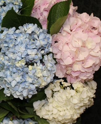 Hydrangeas by the bunch from Flowers by Ray and Sharon in Muskegon, MI