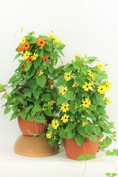 2 Black Eyed Susan Baskets - 10" from Flowers by Ray and Sharon in Muskegon, MI