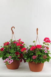 2 Geranium Mixed Hanging Baskets - 10" from Flowers by Ray and Sharon in Muskegon, MI
