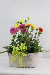 Dahlias in a triple basket from Flowers by Ray and Sharon in Muskegon, MI