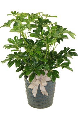 House Plant in a Tin - Large from Flowers by Ray and Sharon in Muskegon, MI