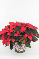 Poinsettia Plants from Flowers by Ray and Sharon in Muskegon, MI