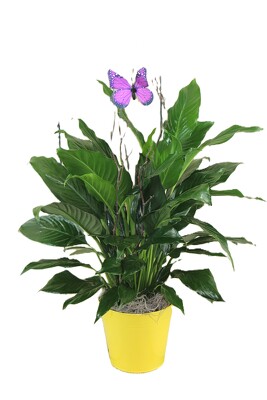 Peace Lily in a Colorful Tin with a twig and butterfly from Flowers by Ray and Sharon in Muskegon, MI