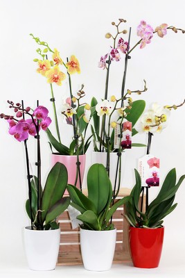 Orchid Plants from Flowers by Ray and Sharon in Muskegon, MI