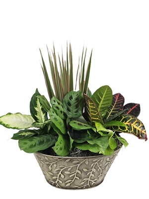 Nature's Delight Dish Garden from Flowers by Ray and Sharon in Muskegon, MI