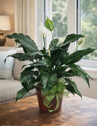 Peaceful Wishes -  Peace Lily  Plant from Flowers by Ray and Sharon in Muskegon, MI