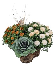 Fall Trio Basket from Flowers by Ray and Sharon in Muskegon, MI