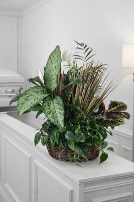 Lush Green Harmony Planter from Flowers by Ray and Sharon in Muskegon, MI