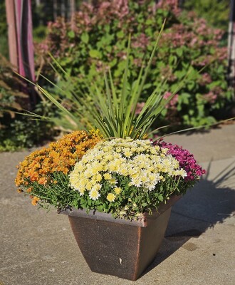 Fall Mum Patio Pot