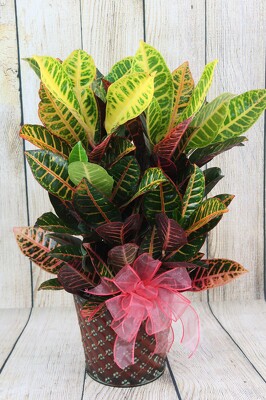 Croton Plant In A Tin from Flowers by Ray and Sharon in Muskegon, MI