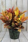 Croton Plant in a TIn Medium from Flowers by Ray and Sharon in Muskegon, MI