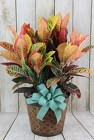Croton Plant in a Tin Medium with a Bow from Flowers by Ray and Sharon in Muskegon, MI