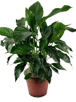 Peace Lily in Decorative Container from Flowers by Ray and Sharon in Muskegon, MI