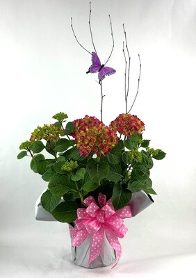 Hydrangea Bush from Flowers by Ray and Sharon in Muskegon, MI