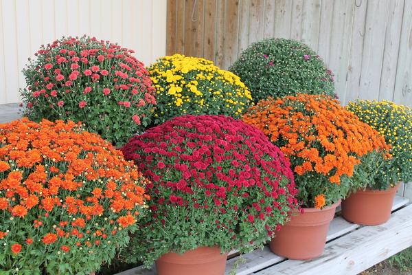 Flowers by Ray and Sharon :: Flower Shop in Muskegon