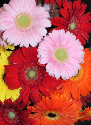 Gerbera Daisies by the bunch from Flowers by Ray and Sharon in Muskegon, MI
