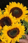 Sunflowers by the bunch from Flowers by Ray and Sharon in Muskegon, MI