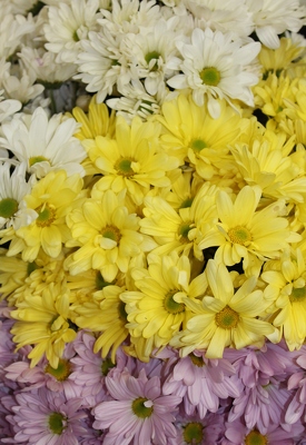 Daisies by the bunch from Flowers by Ray and Sharon in Muskegon, MI