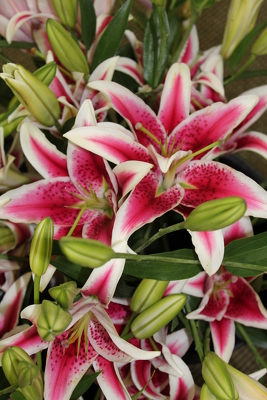 Stargazers by the bunch from Flowers by Ray and Sharon in Muskegon, MI