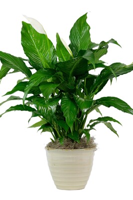 Peace Lily in Decorative Container from Flowers by Ray and Sharon in Muskegon, MI