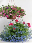 2 - 10" Hanging Baskets from Flowers by Ray and Sharon in Muskegon, MI