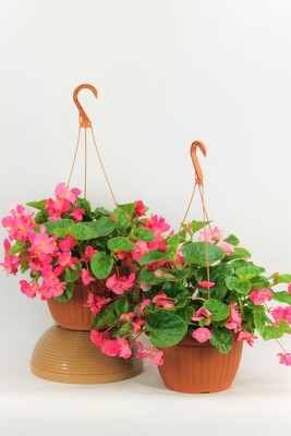 2 Begonia Hanging Baskets - 10" from Flowers by Ray and Sharon in Muskegon, MI