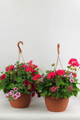 2 Geranium Mixed Hanging Baskets - 10" from Flowers by Ray and Sharon in Muskegon, MI