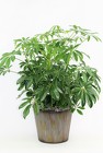 Green Plant In A Tin from Flowers by Ray and Sharon in Muskegon, MI