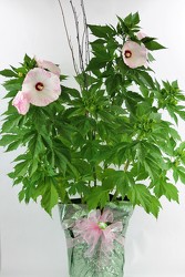 Hardy Hibiscus Plant from Flowers by Ray and Sharon in Muskegon, MI