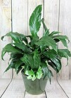 Peace Lily in a Ceramic or Tin with a Bow from Flowers by Ray and Sharon in Muskegon, MI