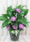 Large Peace Lily with Trims from Flowers by Ray and Sharon in Muskegon, MI