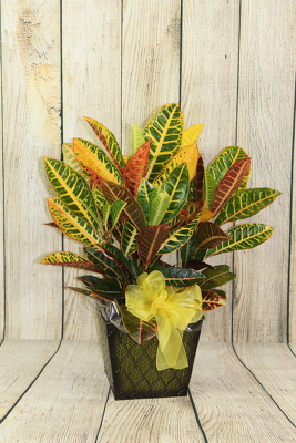 Croton plant in a Tin from Flowers by Ray and Sharon in Muskegon, MI