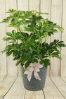 Schefflera Plant in Ceramic or Tin from Flowers by Ray and Sharon in Muskegon, MI
