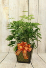 Schefflera Plant in a Tin from Flowers by Ray and Sharon in Muskegon, MI