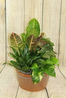 Dish Garden in a Tin Container - Medium from Flowers by Ray and Sharon in Muskegon, MI