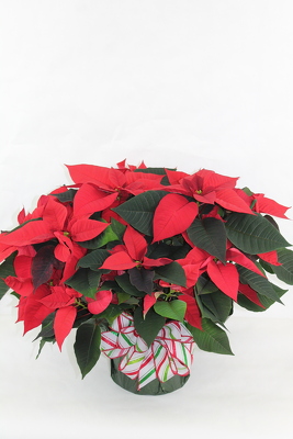 Poinsettia Plants from Flowers by Ray and Sharon in Muskegon, MI Poinsettia Plants from Flowers by Ray and Sharon in Muskegon, MI