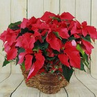 Large Poinsettia Basket from Flowers by Ray and Sharon in Muskegon, MI