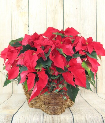 Poinsettia - triple basket from Flowers by Ray and Sharon in Muskegon, MI