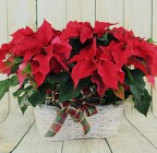 Medium Poinsettia Basket from Flowers by Ray and Sharon in Muskegon, MI