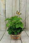 Planter in a Basket - Medium from Flowers by Ray and Sharon in Muskegon, MI