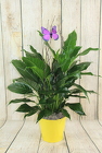 Peace Lily in a Colorful Tin with a twig and butterfly from Flowers by Ray and Sharon in Muskegon, MI