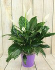 Peace Lily in a Colorful Tin from Flowers by Ray and Sharon in Muskegon, MI