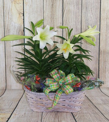 Easter Lily - Double from Flowers by Ray and Sharon in Muskegon, MI