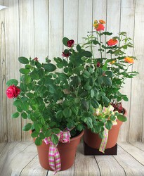 Rose Bush Decorated from Flowers by Ray and Sharon in Muskegon, MI