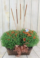 Fall Mums in an Oblong Basket from Flowers by Ray and Sharon in Muskegon, MI
