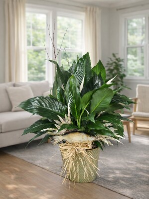 Peace Lily with Fish Accents