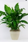 Peace Lily in Decorative Container from Flowers by Ray and Sharon in Muskegon, MI
