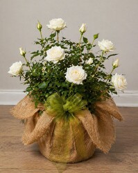 "CERTIFIED" Rose Bush wrapped with burlap from Flowers by Ray and Sharon in Muskegon, MI