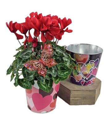 Blooming Plant from Flowers by Ray and Sharon in Muskegon, MI